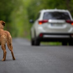 Cani abbandonati in estate