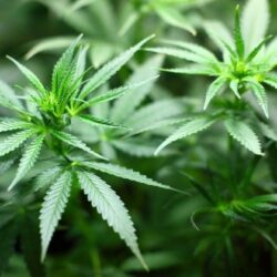 Cannabis seedling 1062908