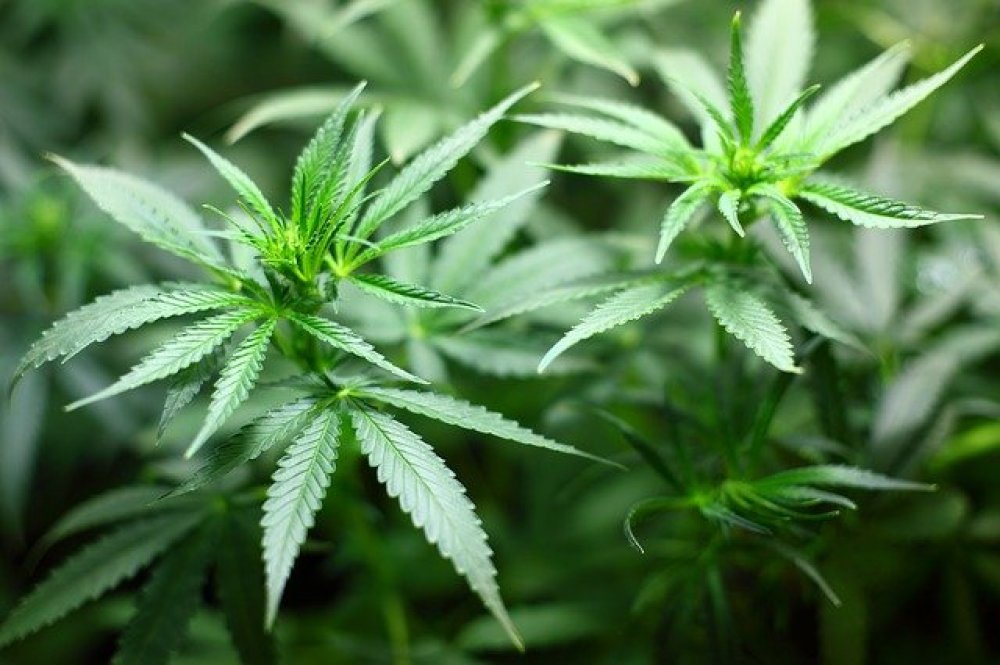 Cannabis seedling 1062908
