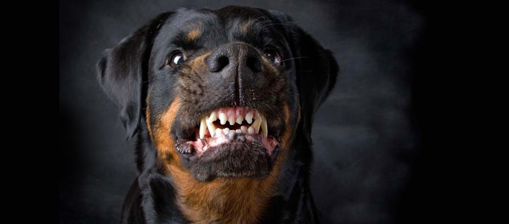Articolo Cane aggressivo