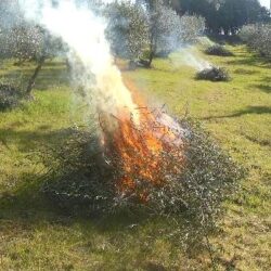 Bruciare rifiuti vegetali