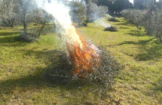 Bruciare rifiuti vegetali